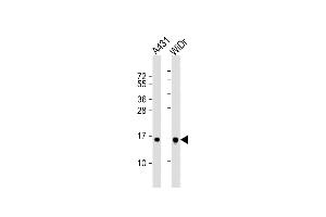 All lanes : Anti-H2BFS Antibody (Center) at 1:1000 dilution Lane 1: A431 whole cell lysate Lane 2: WiDr whole cell lysate Lysates/proteins at 20 μg per lane. (H2BFS 抗体  (AA 58-84))