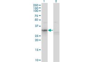Western Blot analysis of APOF expression in transfected 293T cell line by APOF monoclonal antibody (M02), clone 1D5. (Apolipoprotein F 抗体  (AA 37-327))