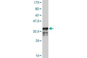 Western Blot detection against Immunogen (35. (MSX1 抗体  (AA 216-297))