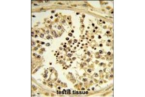 Formalin-fixed and paraffin-embedded human testis tissue reacted with IPO11 Antibody (N-term), which was peroxidase-conjugated to the secondary antibody, followed by DAB staining. (Importin 11 抗体  (N-Term))