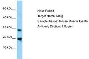 Image no. 1 for anti-Transcription Factor MafG (Mafg) (N-Term) antibody (ABIN6749819) (Mafg 抗体  (N-Term))