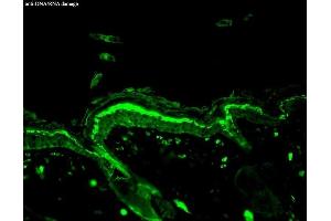 Immunohistochemistry analysis using Mouse Anti-DNA Damage Monoclonal Antibody, Clone 15A3 (ABIN361743 and ABIN361744). (DNA Damage 抗体)