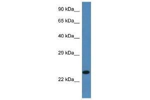 Western Blot showing Ssr2 antibody used at a concentration of 1. (SSR2 抗体  (C-Term))
