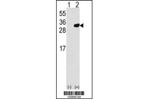 Western blot analysis of PRDX6 using rabbit polyclonal PRDX6 Antibody using 293 cell lysates (2 ug/lane) either nontransfected (Lane 1) or transiently transfected with the PRDX6 gene (Lane 2). (Peroxiredoxin 6 抗体  (C-Term))