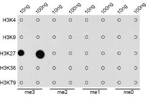 Dot Blot (DB) image for anti-Histone 3 (H3) (H3K27me) antibody (ABIN6219521)