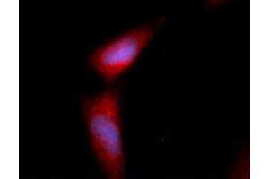 Immunofluorescence (IF) image for anti-Fibroblast Growth Factor 2 (Basic) (FGF2) (AA 143-288) antibody (APC) (ABIN5565473)