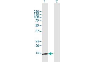 Western Blot analysis of NDUFA13 expression in transfected 293T cell line by NDUFA13 MaxPab polyclonal antibody. (NDUFA13 抗体  (AA 1-144))