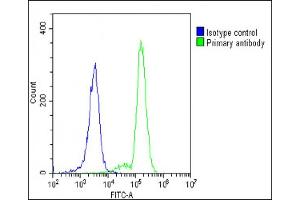 Overlay histogram showing K562 cells stained with C(green line). (MYD88 抗体  (AA 136-164))