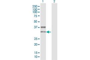 Western Blot analysis of KIR2DS3 expression in transfected 293T cell line by KIR2DS3 MaxPab polyclonal antibody.