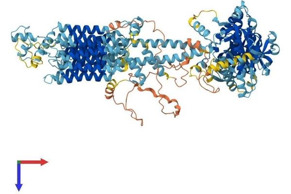 ADCY6 Protein (AA 1-1165) (His tag)