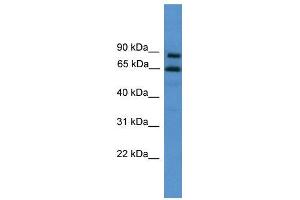 WB Suggested Anti-ZNF257  Antibody Titration: 0. (ZNF257 抗体  (C-Term))