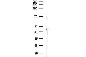 anti-General Transcription Factor IIA, 1, 19/37kDa (GTF2A1) (Internal Region) antibody