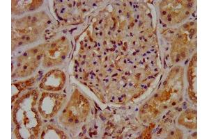 IHC image of ABIN7160289 diluted at 1:600 and staining in paraffin-embedded human kidney tissue performed on a Leica BondTM system. (MUC2 抗体  (AA 569-657))