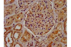 IHC image of ABIN7160289 diluted at 1:600 and staining in paraffin-embedded human kidney tissue performed on a Leica BondTM system. (MUC2 抗体  (AA 569-657))