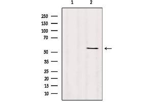 Western blot analysis of extracts from Hybridoma cells, using TMPRSS4 Antibody. (TMPRSS4 抗体  (Internal Region))