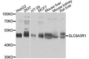 Western blot analysis of extracts of various cells, using SLC9A3R1 antibody. (SLC9A3R1 抗体)