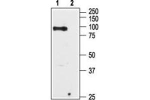 Western blot analysis of Human PC-3 prostate cancer cell lysate: - 1. (TRPV6 抗体  (C-Term, Intracellular))