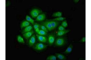 Immunofluorescent analysis of A549 cells using ABIN7165610 at dilution of 1:100 and Alexa Fluor 488-congugated AffiniPure Goat Anti-Rabbit IgG(H+L) (FUZ 抗体  (AA 280-404))