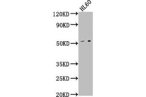 Western Blot Positive WB detected in: HL60 whole cell lysate All lanes: LCHN antibody at 1:1000 Secondary Goat polyclonal to rabbit IgG at 1/50000 dilution Predicted band size: 52 kDa Observed band size: 52 kDa (DENND11/KIAA1147 抗体  (AA 2-233))