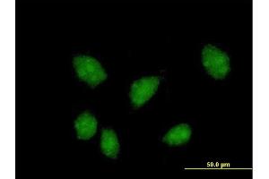 Immunofluorescence of purified MaxPab antibody to FKBPL on HeLa cell. (FKBPL 抗体  (AA 1-349))
