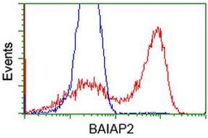 HEK293T cells transfected with either RC214570 overexpress plasmid (Red) or empty vector control plasmid (Blue) were immunostained by anti-BAIAP2 antibody (ABIN2454636), and then analyzed by flow cytometry. (BAIAP2 抗体)
