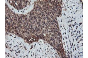 Image no. 4 for anti-Ret Finger Protein-Like 3 (RFPL3) antibody (ABIN1500675) (RFPL3 抗体)