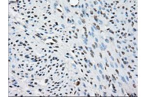 Image no. 2 for anti-Protein Phosphatase 5, Catalytic Subunit (PPP5C) antibody (ABIN1500389) (PP5 抗体)