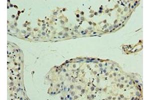 Immunohistochemistry of paraffin-embedded human testis tissue using ABIN7166484 at dilution of 1:100 (MAS1 抗体  (AA 246-325))