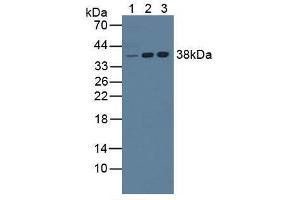 Western blot analysis of (1) Mouse Liver Tissue, (2) Human Jurkat Cells and (3) Human K562 Cells. (NPM1 抗体  (AA 212-292))