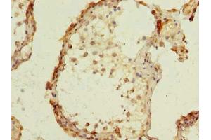 Immunohistochemistry of paraffin-embedded human testis tissue using ABIN7164501 at dilution of 1:100 (GPR75 抗体  (AA 372-540))