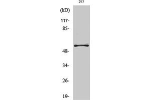 Western Blot analysis of various cells using OPG Polyclonal Antibody diluted at 1:1000. (RANKL 抗体  (AA 10-90))