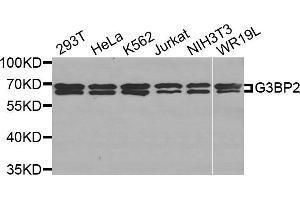Western Blotting (WB) image for anti-GTPase Activating Protein (SH3 Domain) Binding Protein 2 (G3BP2) antibody (ABIN1877055) (G3BP2 抗体)