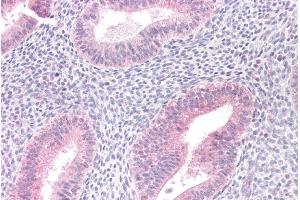 ABIN184636 (10µg/ml) staining of paraffin embedded Human Uterus.