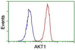 Image no. 7 for anti-V-Akt Murine Thymoma Viral Oncogene Homolog 1 (AKT1) antibody (ABIN1496554) (AKT1 抗体)