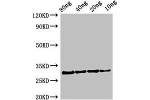 Western Blot Positive WB detected in Recombinant protein All lanes: Profilin antibody at 2. (Profilin 抗体  (AA 1-133))