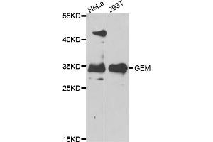 Western blot analysis of extracts of various cell lines, using GEM antibody (ABIN5975530) at 1/1000 dilution. (GEM 抗体)