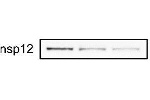 Relative abundance of nsp12 in DMSO- or merafloxacin-treated Vero E6 cells 48 h after SARS-CoV-2 infection (MOI = 0. (SARS-CoV-2 NSP12 (RdRP) 抗体  (C-Term))