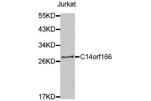 Western Blotting (WB) image for anti-Chromosome 14 Open Reading Frame 166 (C14orf166) antibody (ABIN1875532) (C14orf166 抗体)