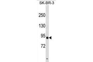 DPY19L3 Antibody (N-term) (ABIN1881271 and ABIN2838846) western blot analysis in SK-BR-3 cell line lysates (35 μg/lane). (DPY19L3 抗体  (N-Term))