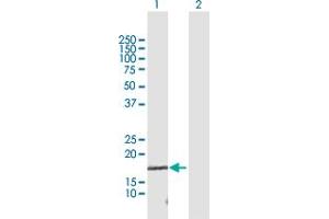 Western Blot analysis of TCEAL1 expression in transfected 293T cell line by TCEAL1 MaxPab polyclonal antibody.