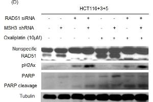Western Blotting (WB) image for anti-DNA Repair Protein Homolog 1 (RAD51) (Center) antibody (ABIN2854762)