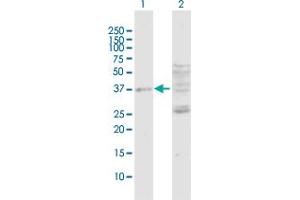 Western Blot analysis of DUSP7 expression in transfected 293T cell line by DUSP7 MaxPab polyclonal antibody. (DUSP7 抗体  (AA 1-320))