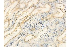 ABIN6257079 and ABIN6275722 at 1/100 staining human normal kidney tissue by IHC-P. (ANKRD20A1 抗体)