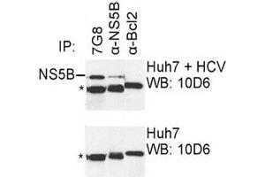 IP was carried out with NS5B specific mAb 7G8 using the lysates of Huh7 cells harboring selectable subgenomic HCV RNA replicon (upper panel) or plain Huh7 cells (lower panel). (HCV 1b NS5B 抗体  (AA 95-105))
