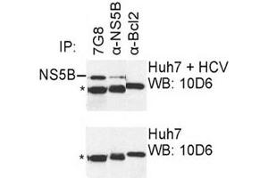 IP was carried out with NS5B specific mAb 7G8 using the lysates of Huh7 cells harboring selectable subgenomic HCV RNA replicon (upper panel) or plain Huh7 cells (lower panel).