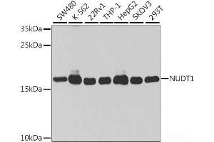 Western blot analysis of extracts of various cell lines using NUDT1 Polyclonal Antibody at dilution of 1:1000. (NUDT1 抗体)