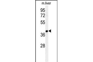 Western blot analysis of ISM1 Antibody (C-term) (ABIN651237 and ABIN2840147) in mouse liver tissue lysates (35 μg/lane). (ISM1 抗体  (AA 435-464))