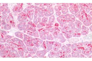 Detection of DEFb1 in Human Pancreas Tissue using Polyclonal Antibody to Defensin Beta 1 (DEFb1) (beta Defensin 1 抗体  (AA 22-69))
