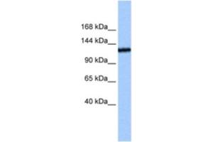 Western Blotting (WB) image for anti-Testis Expressed 2 (TEX2) antibody (ABIN2463273) (TEX2 抗体)