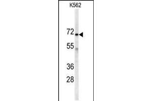 Western blot analysis of anti-AK7 Antibody in K562 cell line lysates (35ug/lane) (Adenylate Kinase 7 抗体  (C-Term))